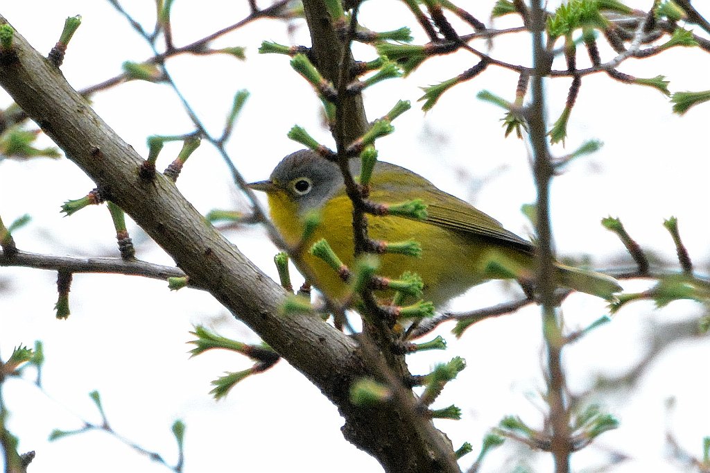 Warbler, Nashville, 2016-05077602 Mount Auburn Cemetery, MA.JPG - Nashville Warbler. Mount Auburn Cemetery, MA, 5-7-2016